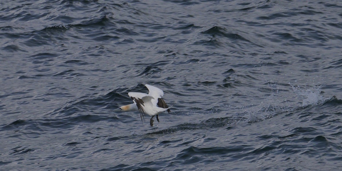 Northern Gannet - ML618281455