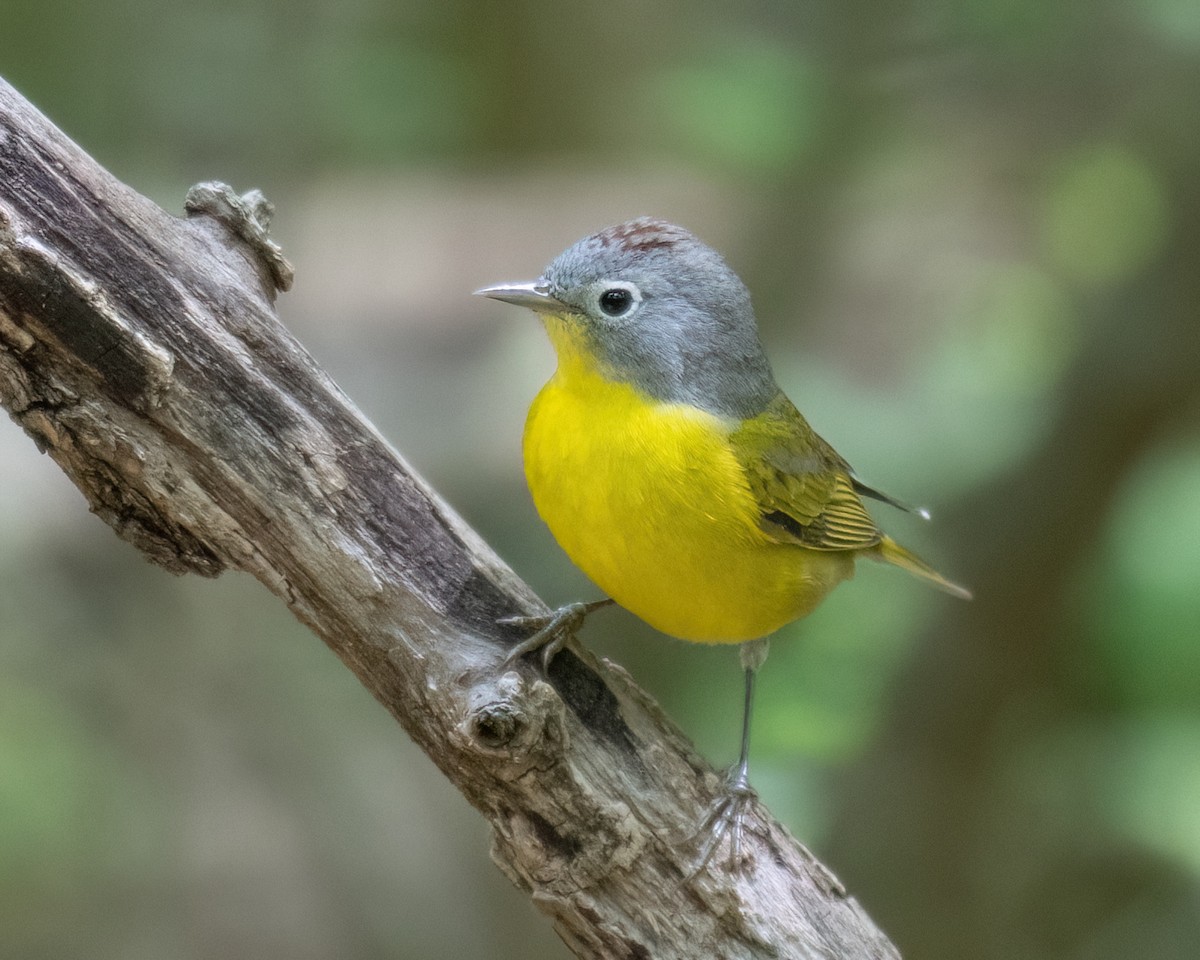 Nashville Warbler - Russell Brown