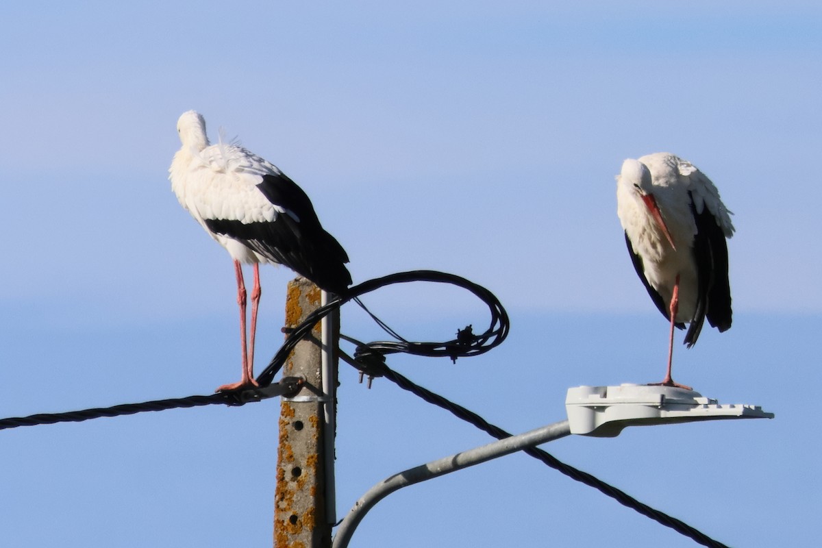 White Stork - Alexandre Hespanhol Leitão