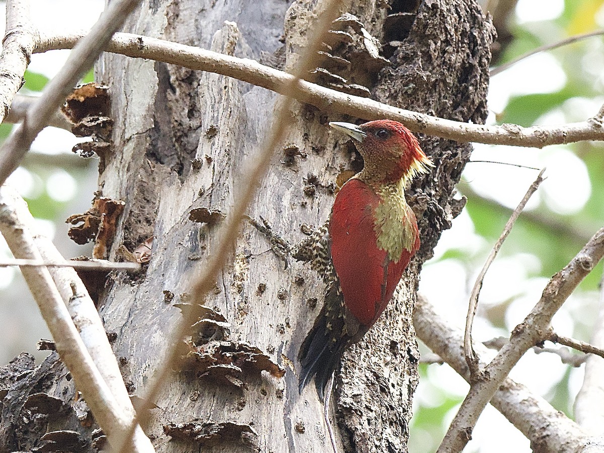 Banded Woodpecker - Craig Rasmussen