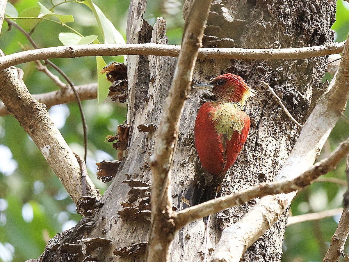 Banded Woodpecker - Craig Rasmussen