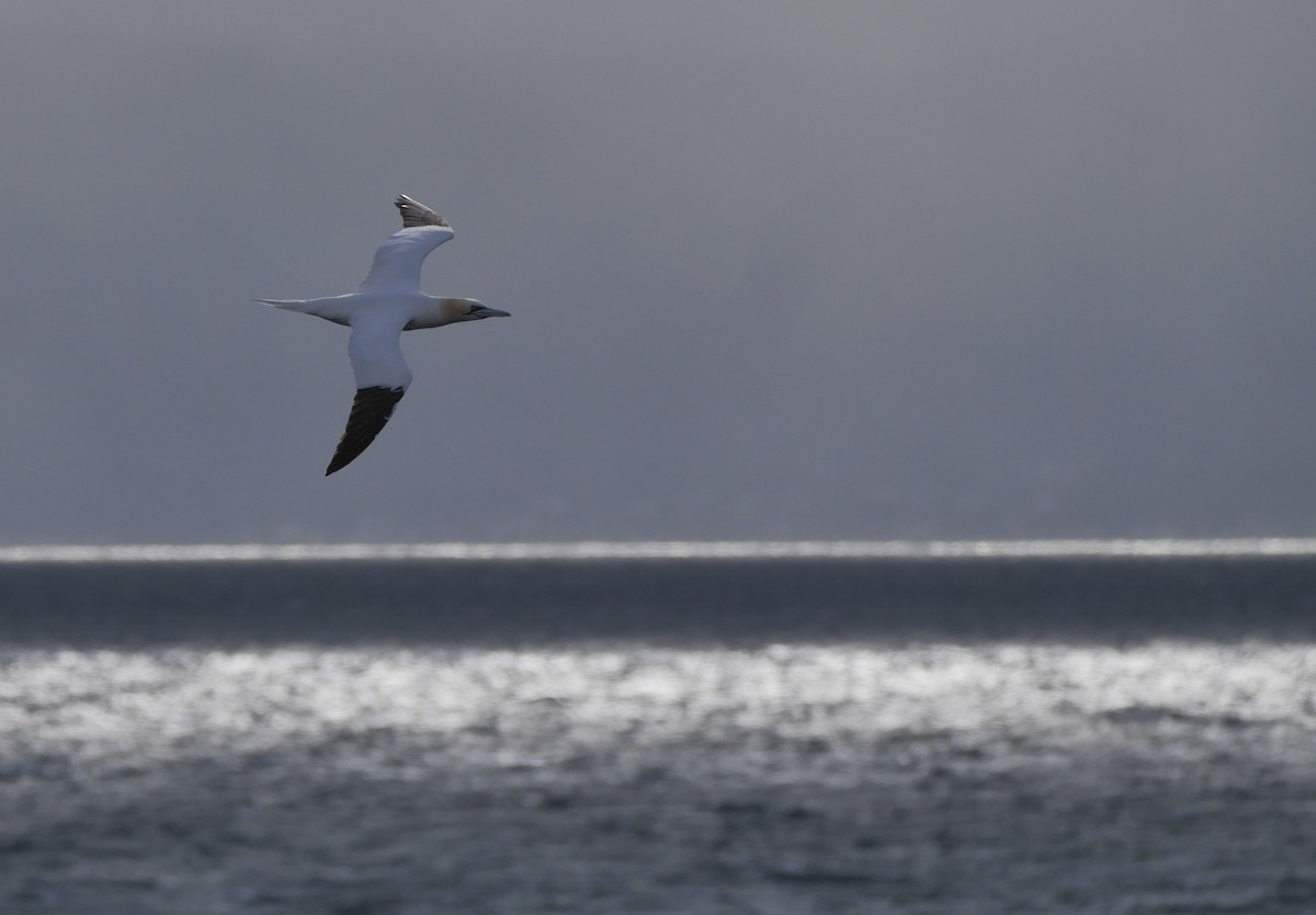 Northern Gannet - ML618281491