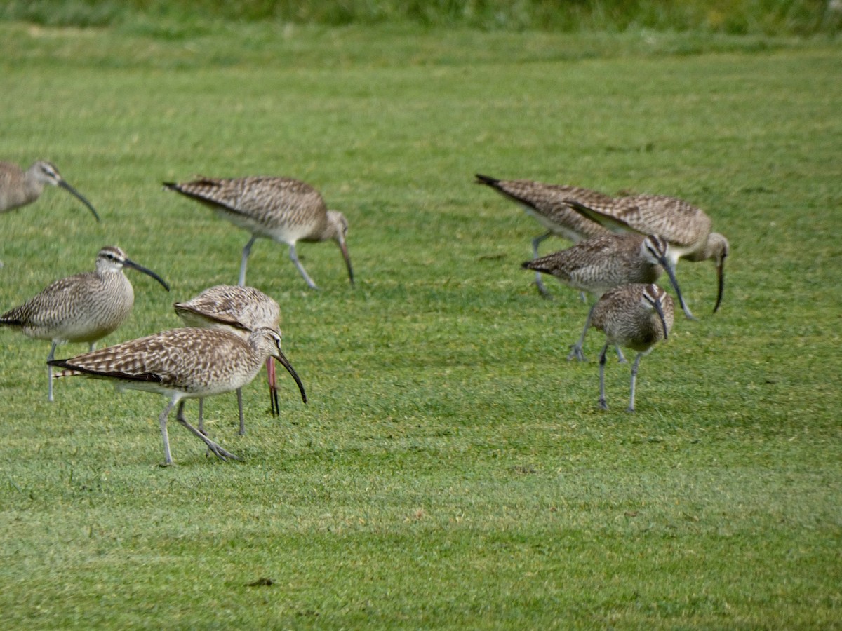 Marbled Godwit - ML618281496