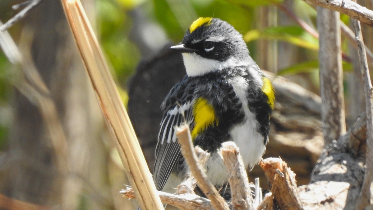 Пісняр-лісовик жовтогузий (підвид coronata) - ML618281499