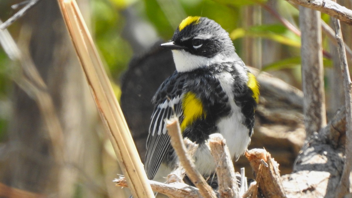 Yellow-rumped Warbler (Myrtle) - Vincent Glasser