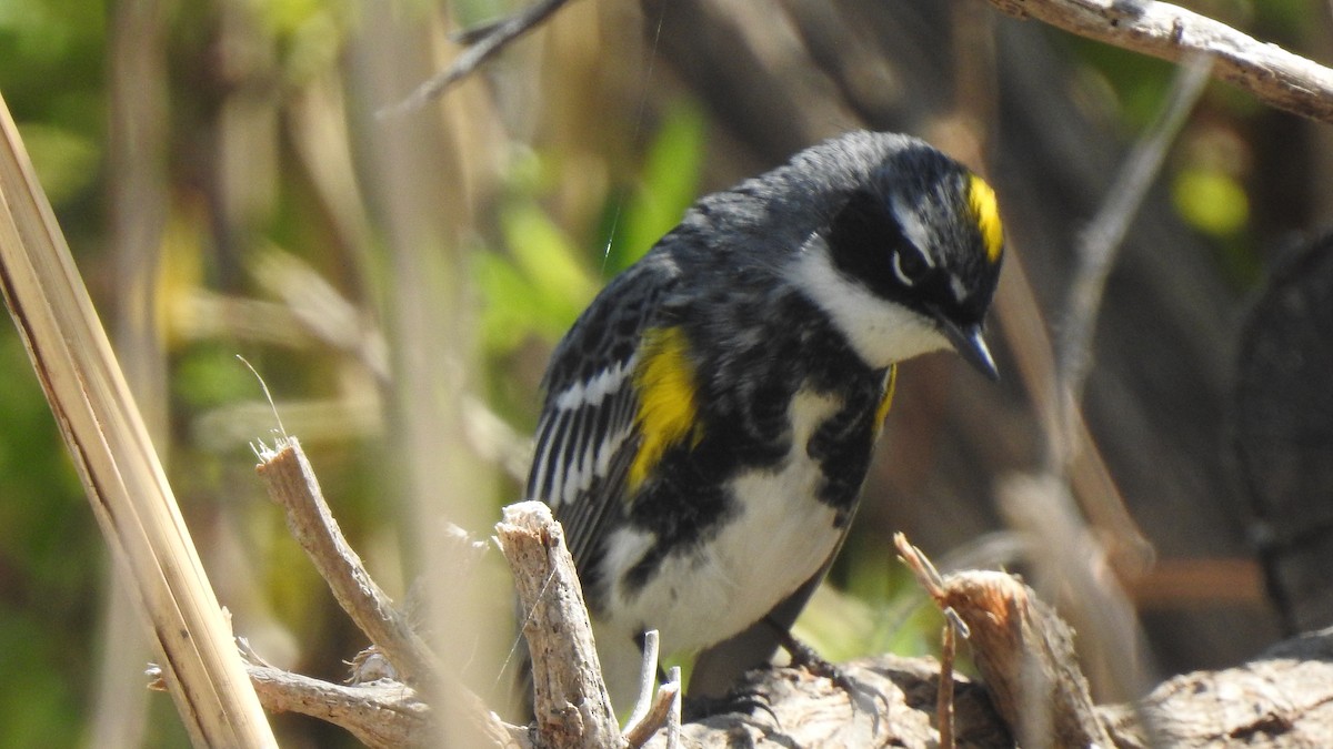 Yellow-rumped Warbler (Myrtle) - Vincent Glasser