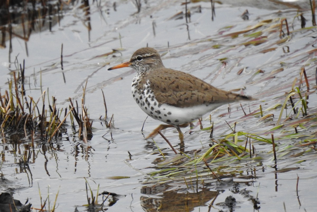 Spotted Sandpiper - Steve Mierzykowski