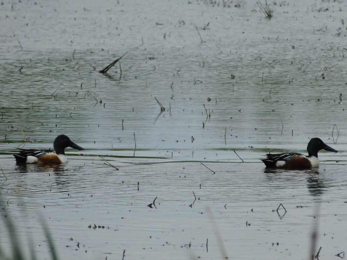 Northern Shoveler - Tim Boese