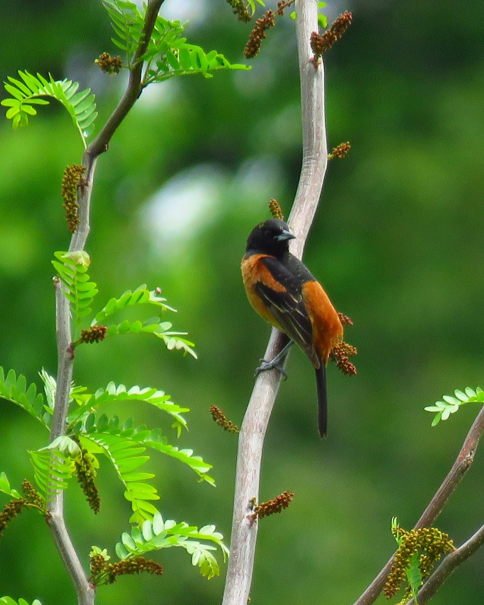 Orchard Oriole - ML618281529