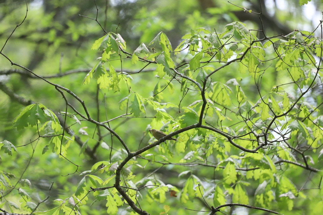 Worm-eating Warbler - Jason Terry