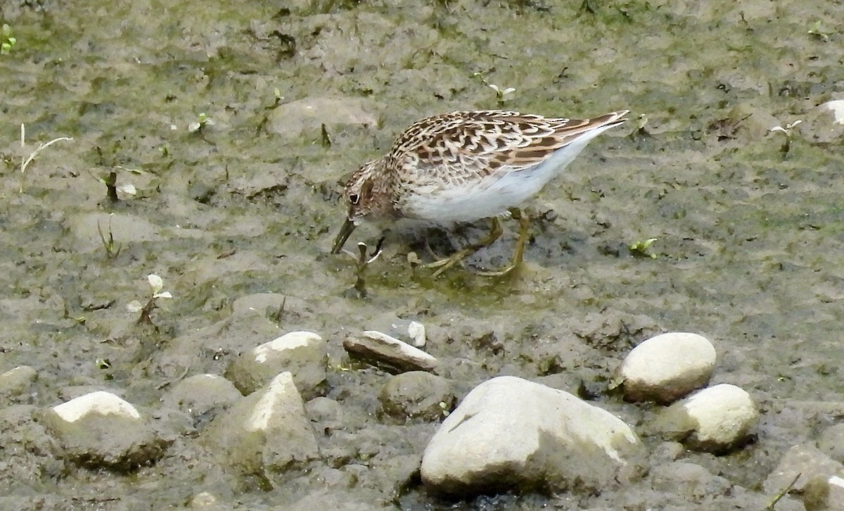 Least Sandpiper - Ted Goshulak