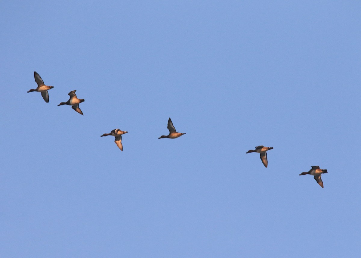 Northern Shoveler - Mahdi Naghibi