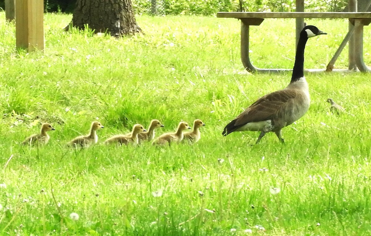 Canada Goose - Becky Kitto