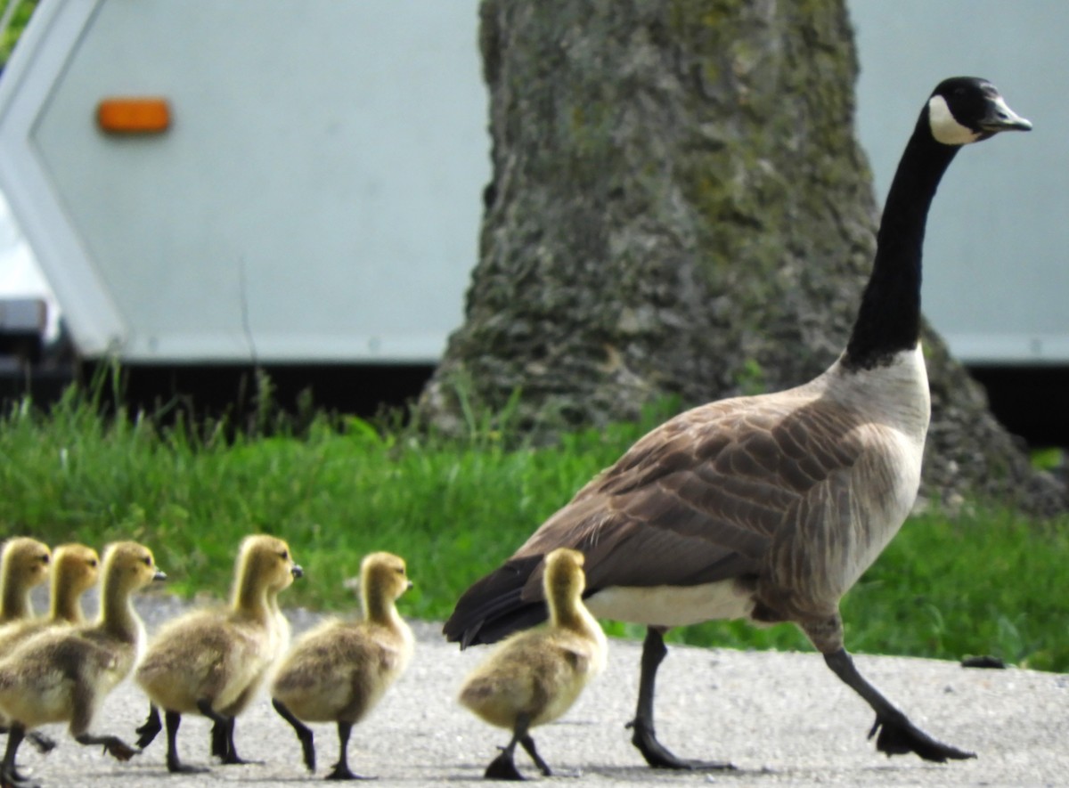 Canada Goose - ML618281554