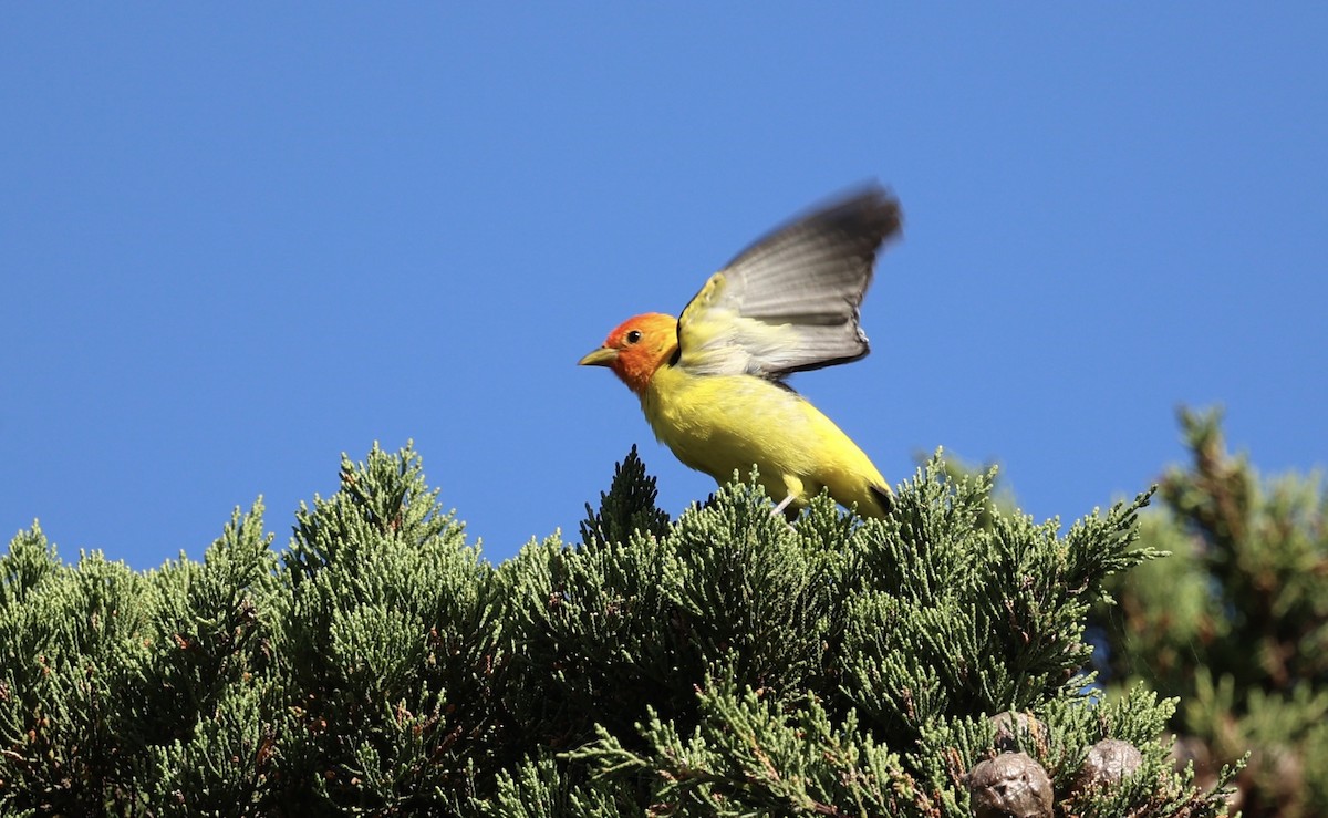 Western Tanager - Jeerapa Sookgaew