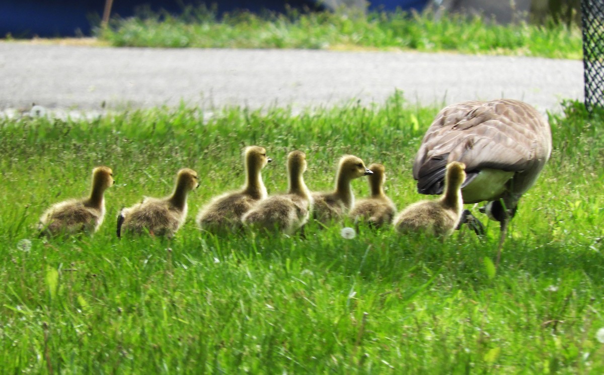 Canada Goose - ML618281562