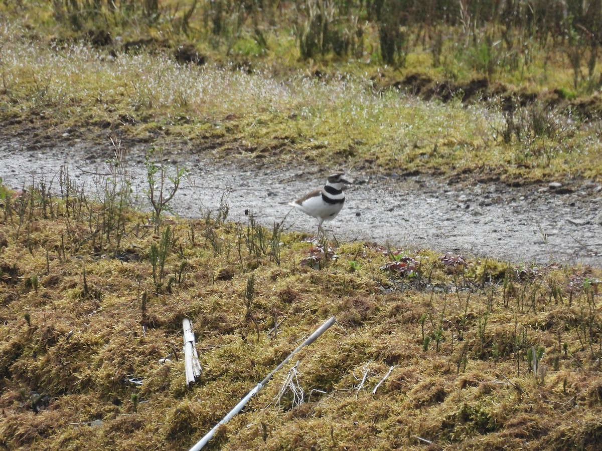 Killdeer - ML618281574