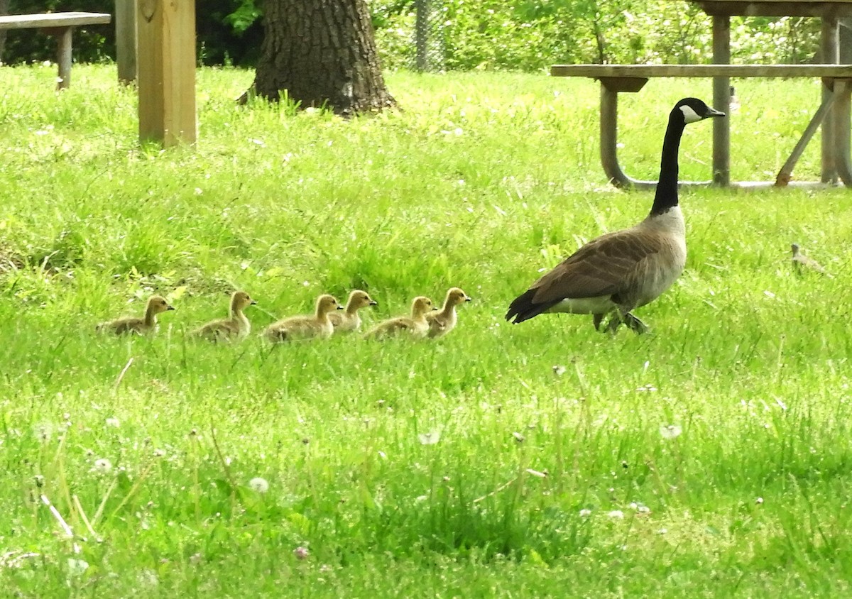 Canada Goose - ML618281580