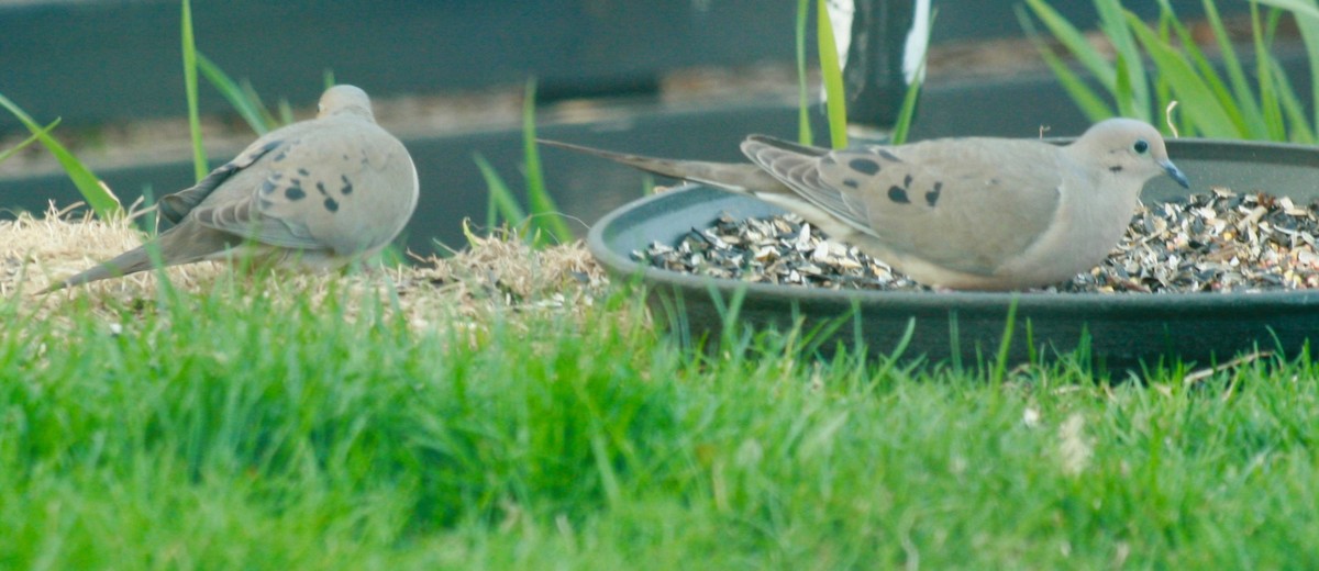 Mourning Dove - Renee Coon