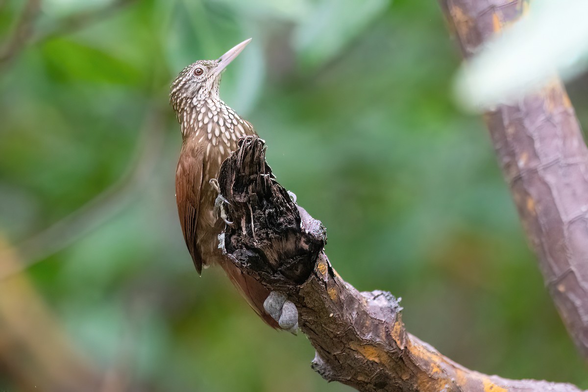 Straight-billed Woodcreeper - Raphael Kurz -  Aves do Sul