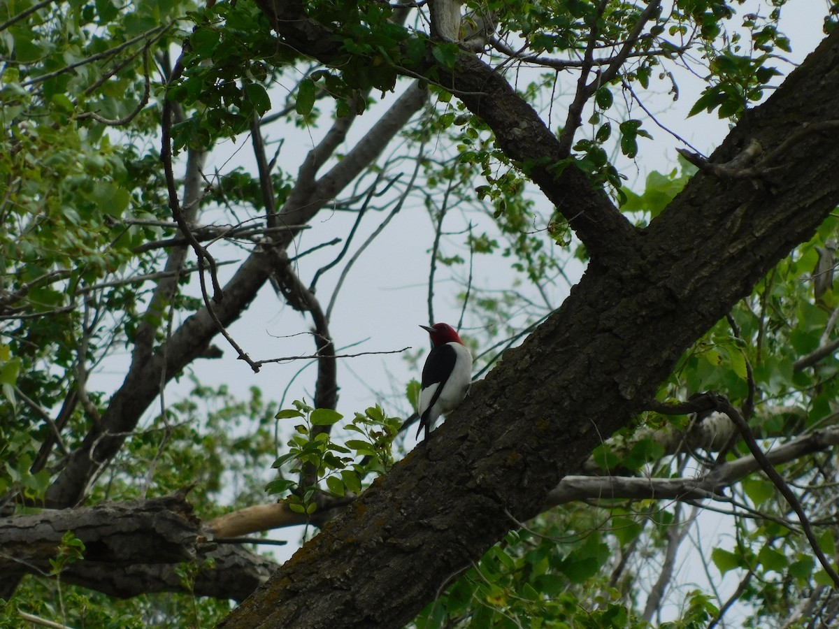 Red-headed Woodpecker - Tim Boese