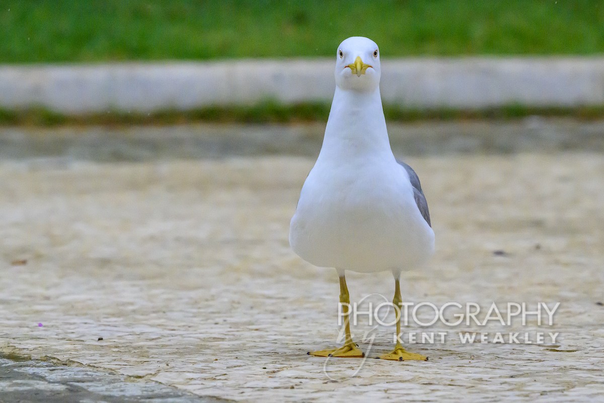 Yellow-legged Gull - Kent Weakley