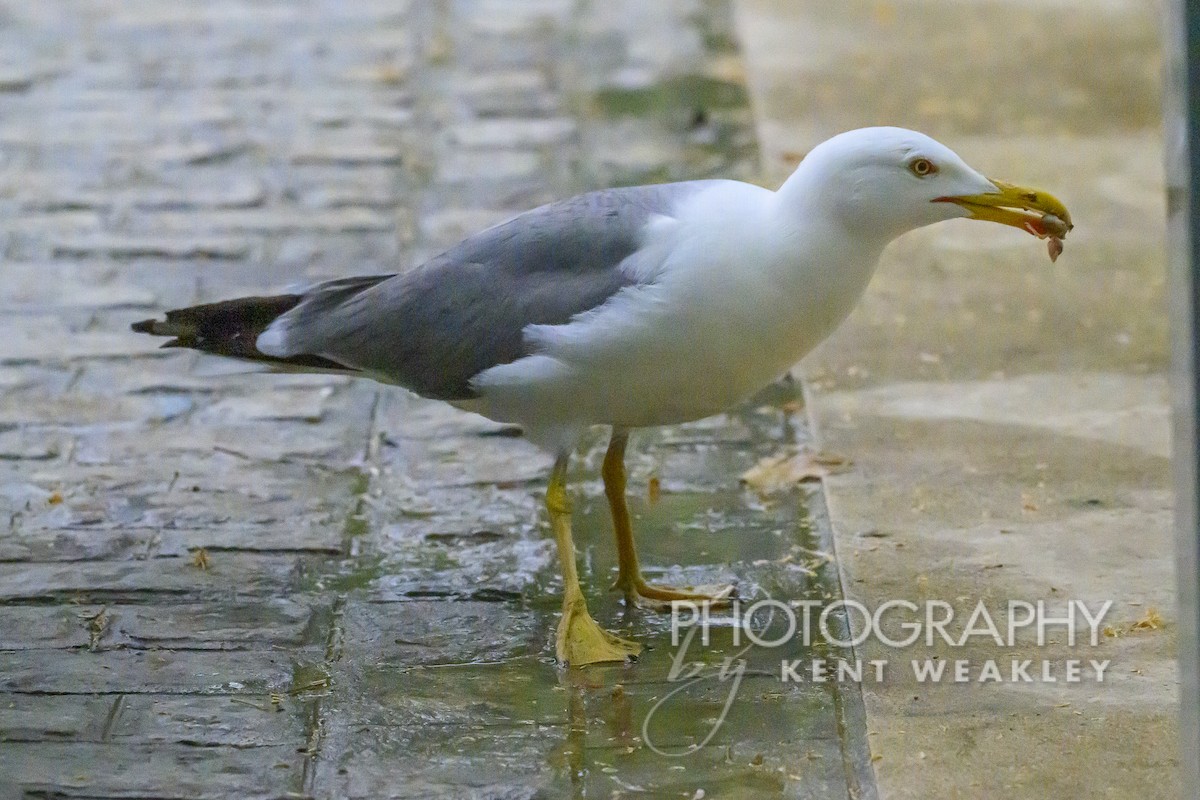 Yellow-legged Gull - Kent Weakley