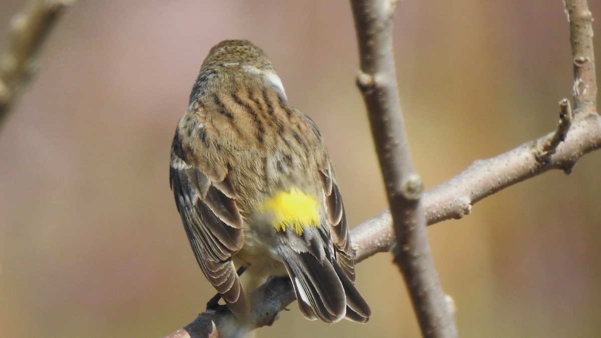 Пісняр-лісовик жовтогузий (підвид coronata) - ML618281656
