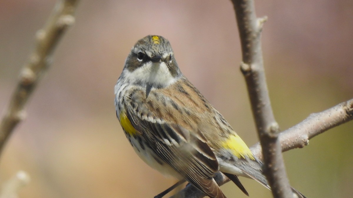 Yellow-rumped Warbler (Myrtle) - Vincent Glasser