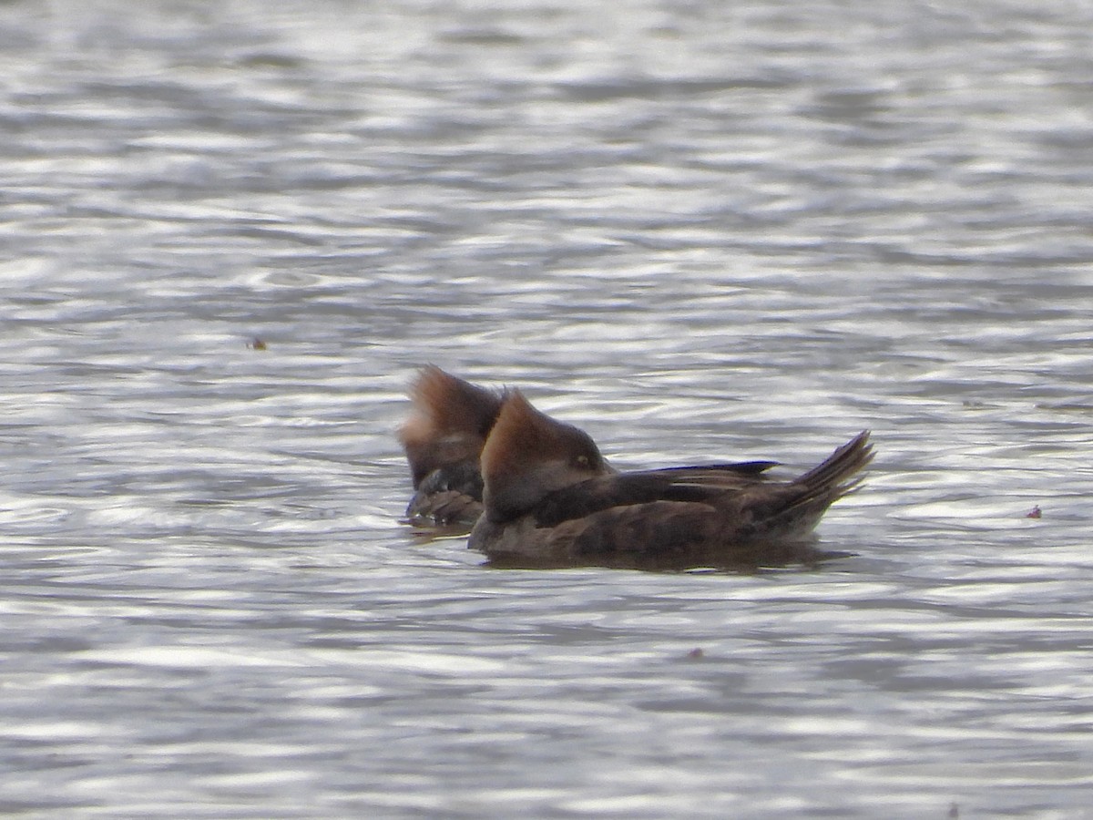 Hooded Merganser - Serge Benoit