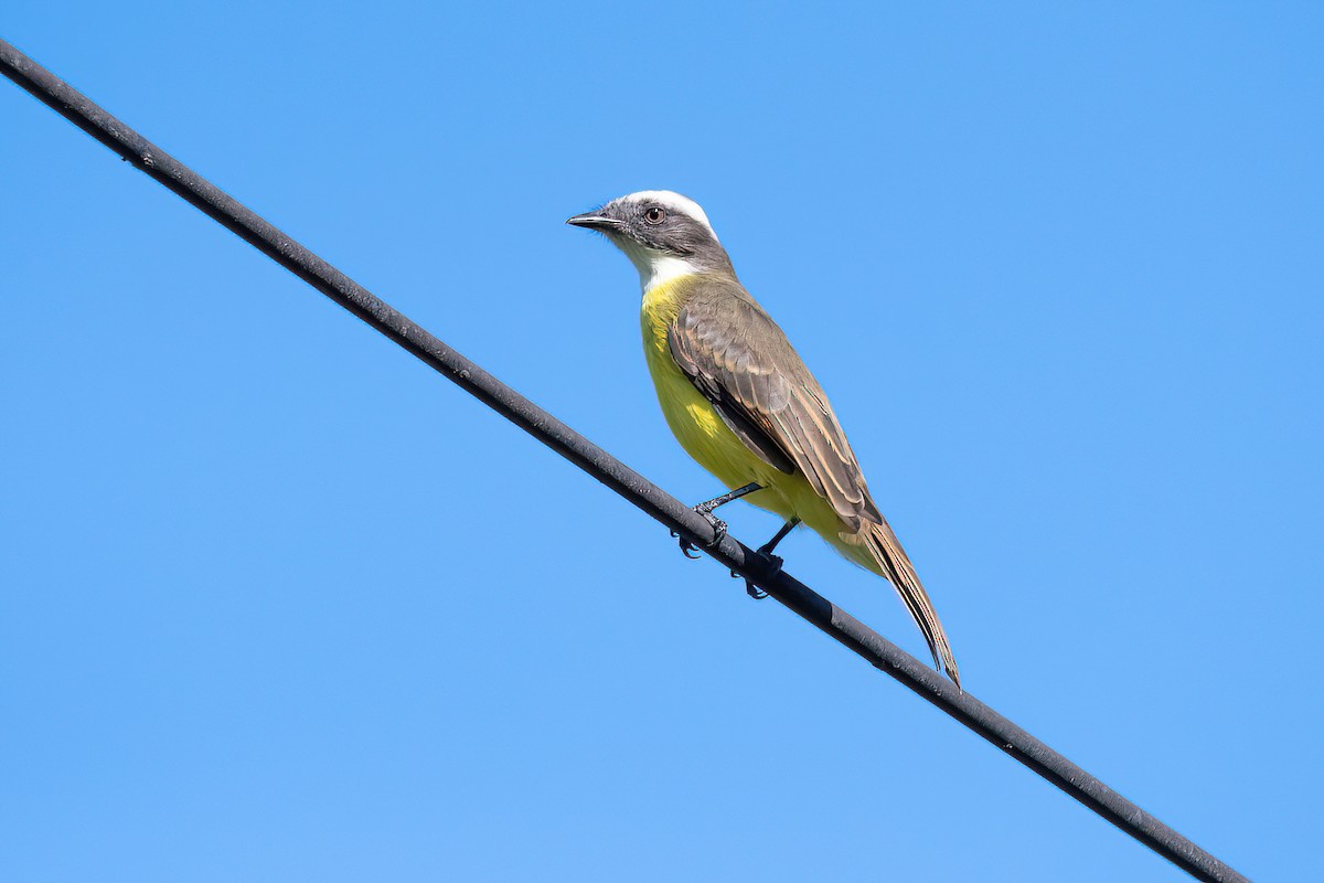 Social Flycatcher - Raphael Kurz -  Aves do Sul