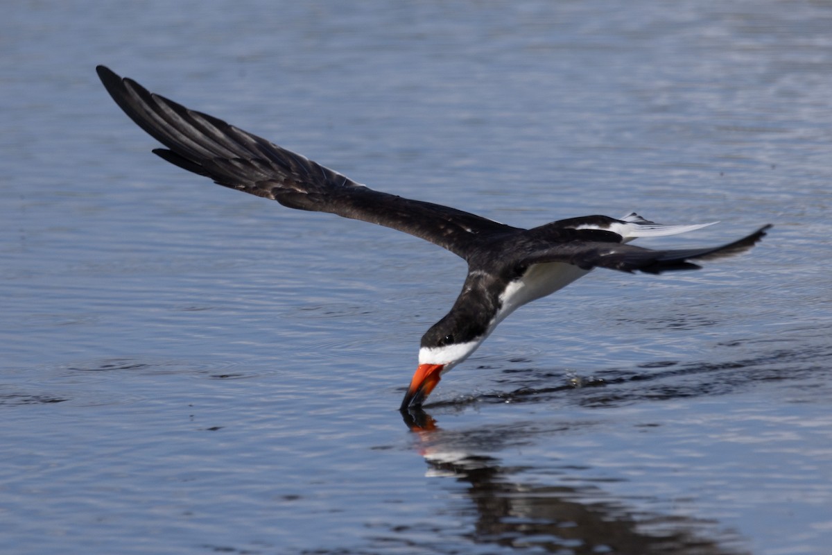 Black Skimmer - Kent Fiala