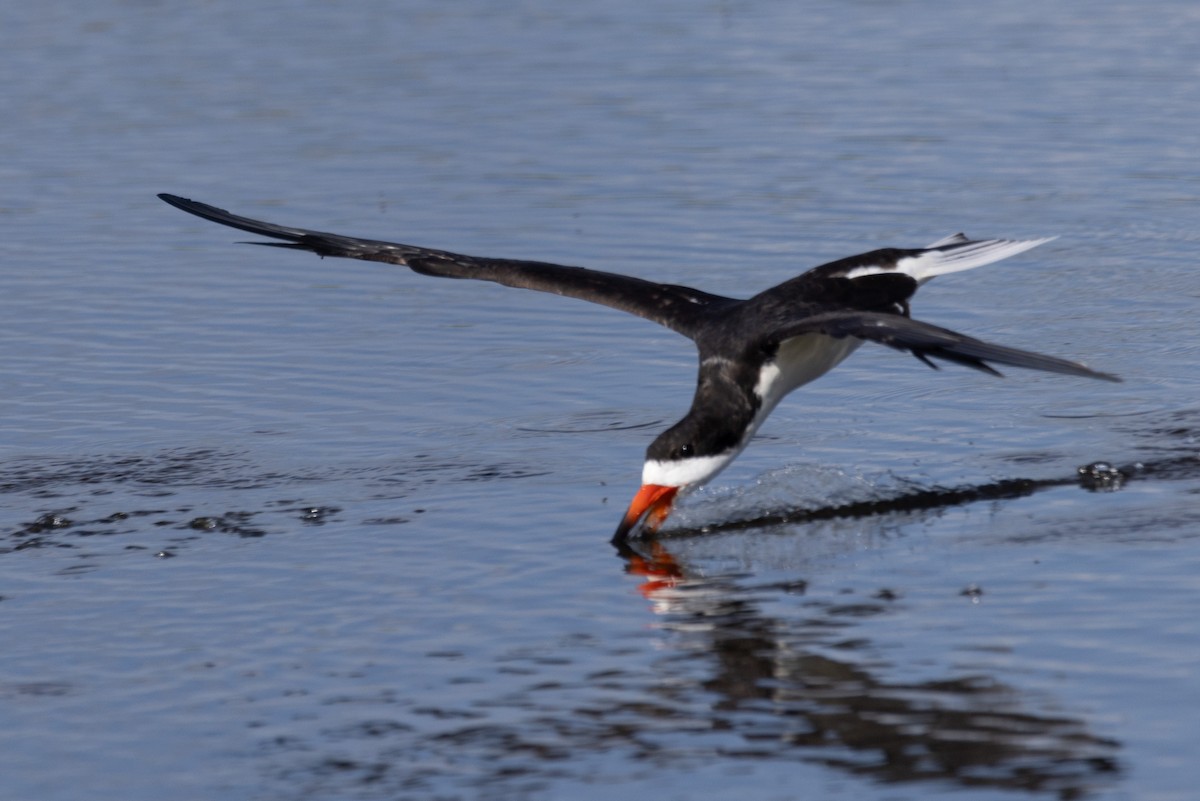 Black Skimmer - Kent Fiala