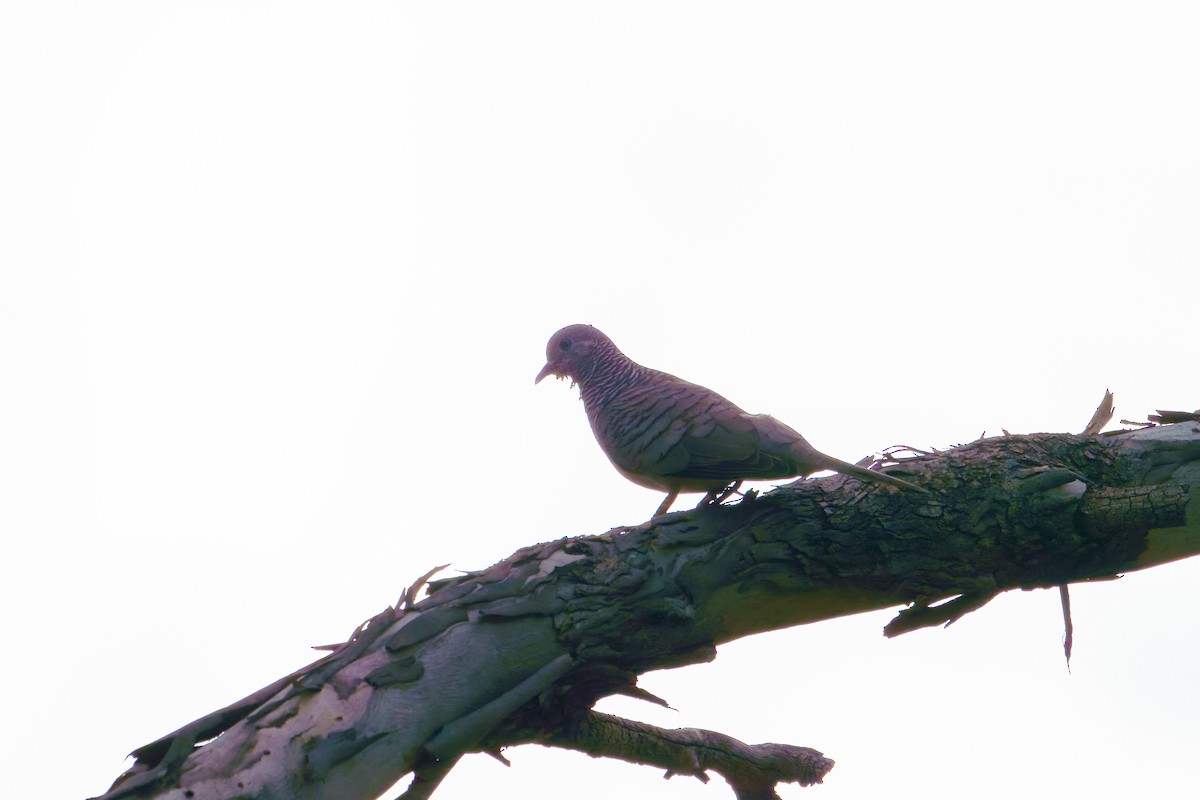 Peaceful Dove - James Churches