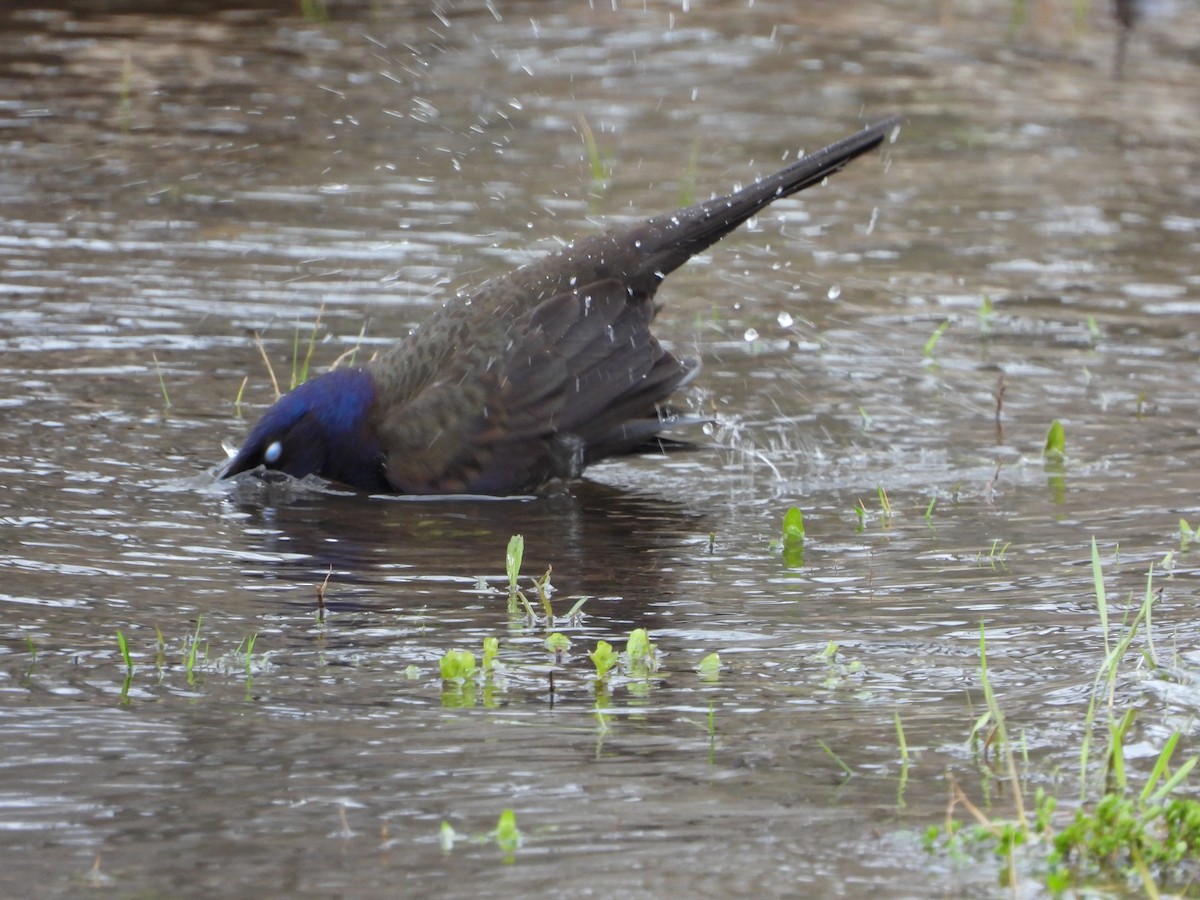 Common Grackle - Serge Benoit