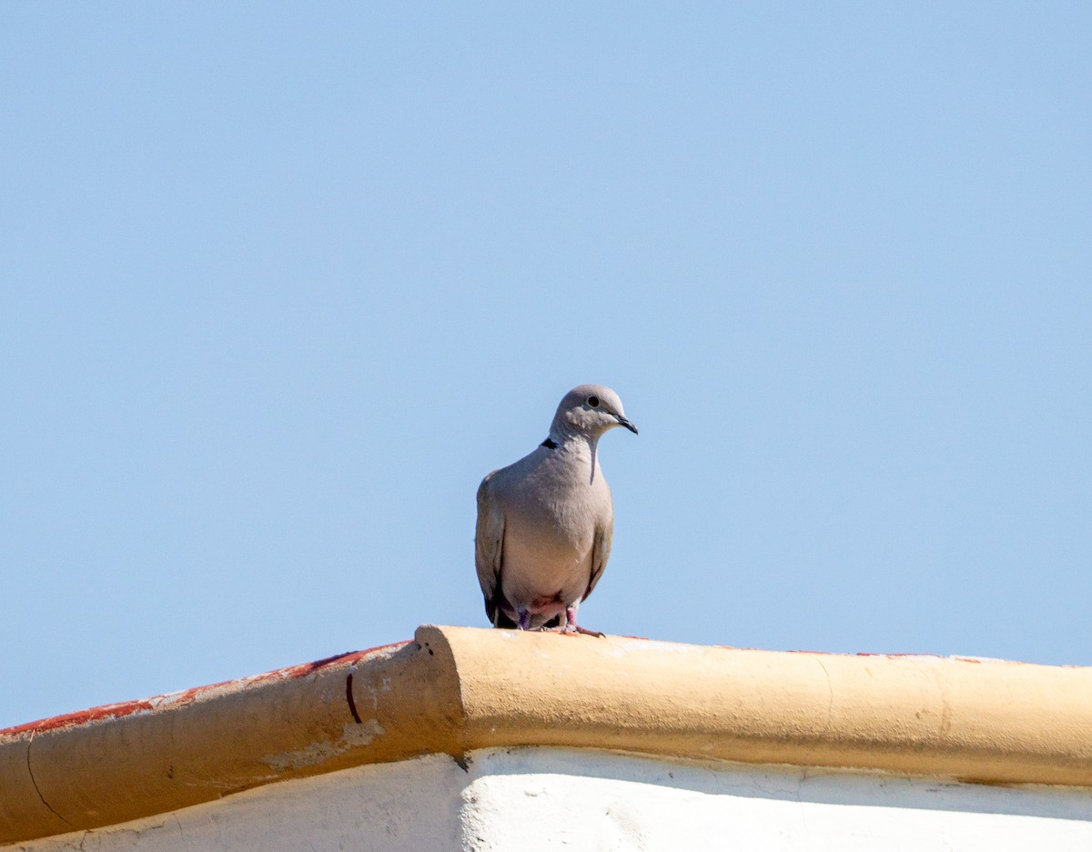 Eurasian Collared-Dove - Arturo Duarte Murillo