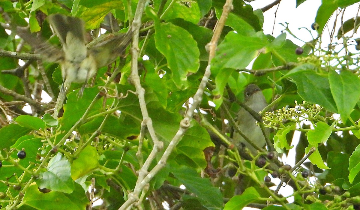 White-crested Elaenia - Miguel Angelo Biz