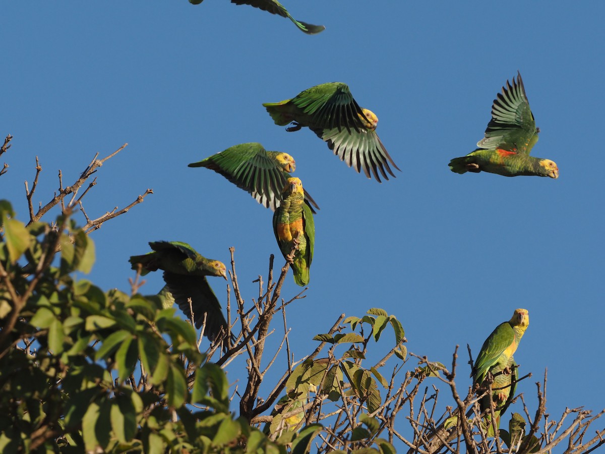 Yellow-faced Parrot - ML618281786