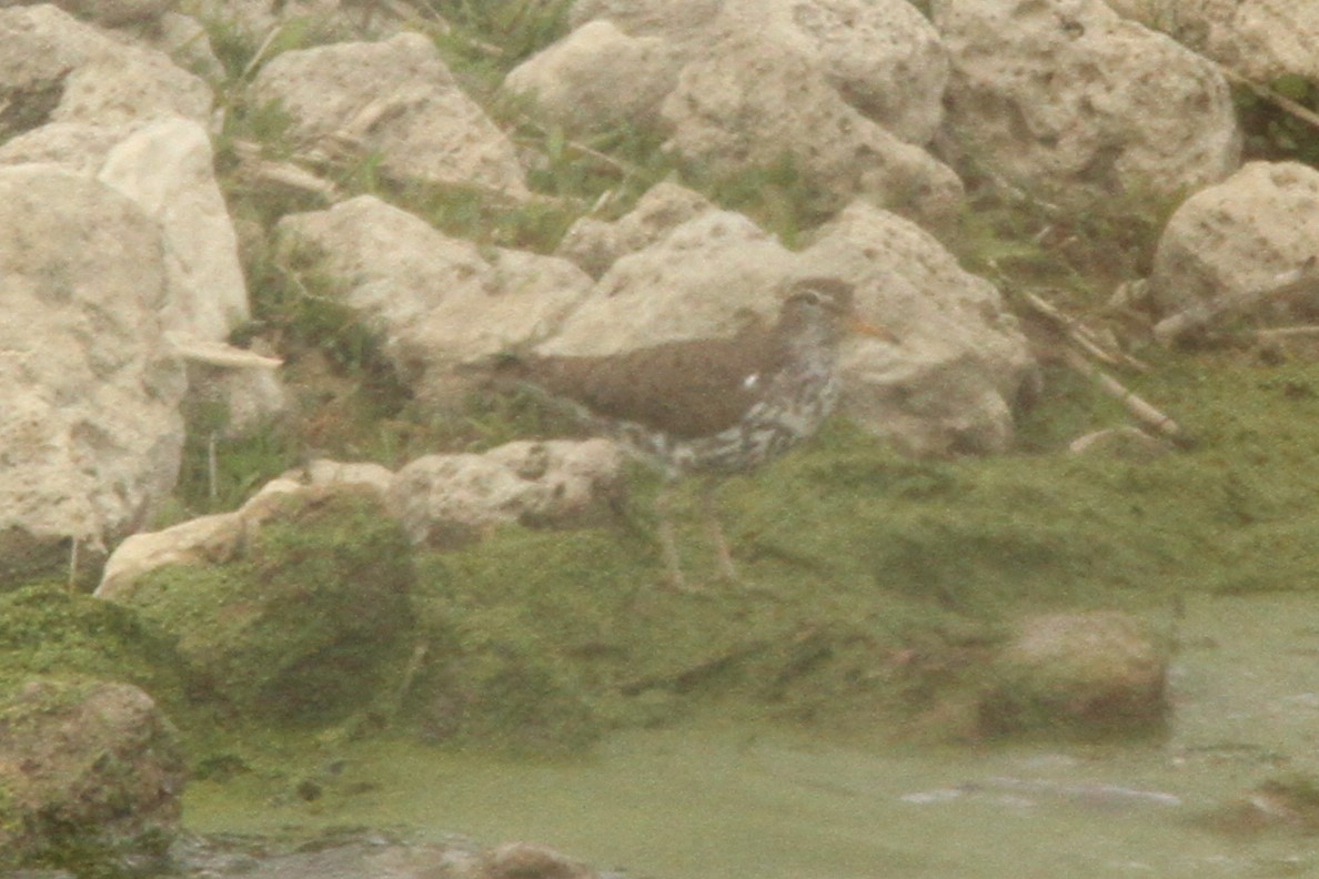 Spotted Sandpiper - Josh Duis