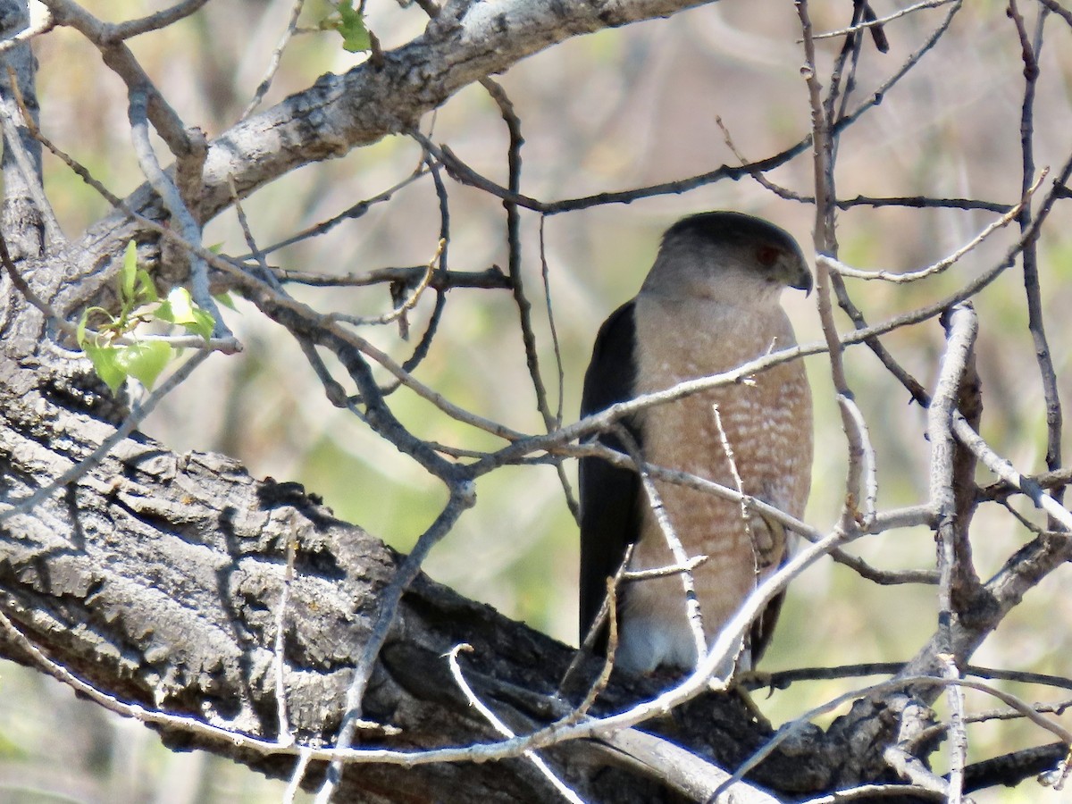 Cooper's Hawk - ML618281796