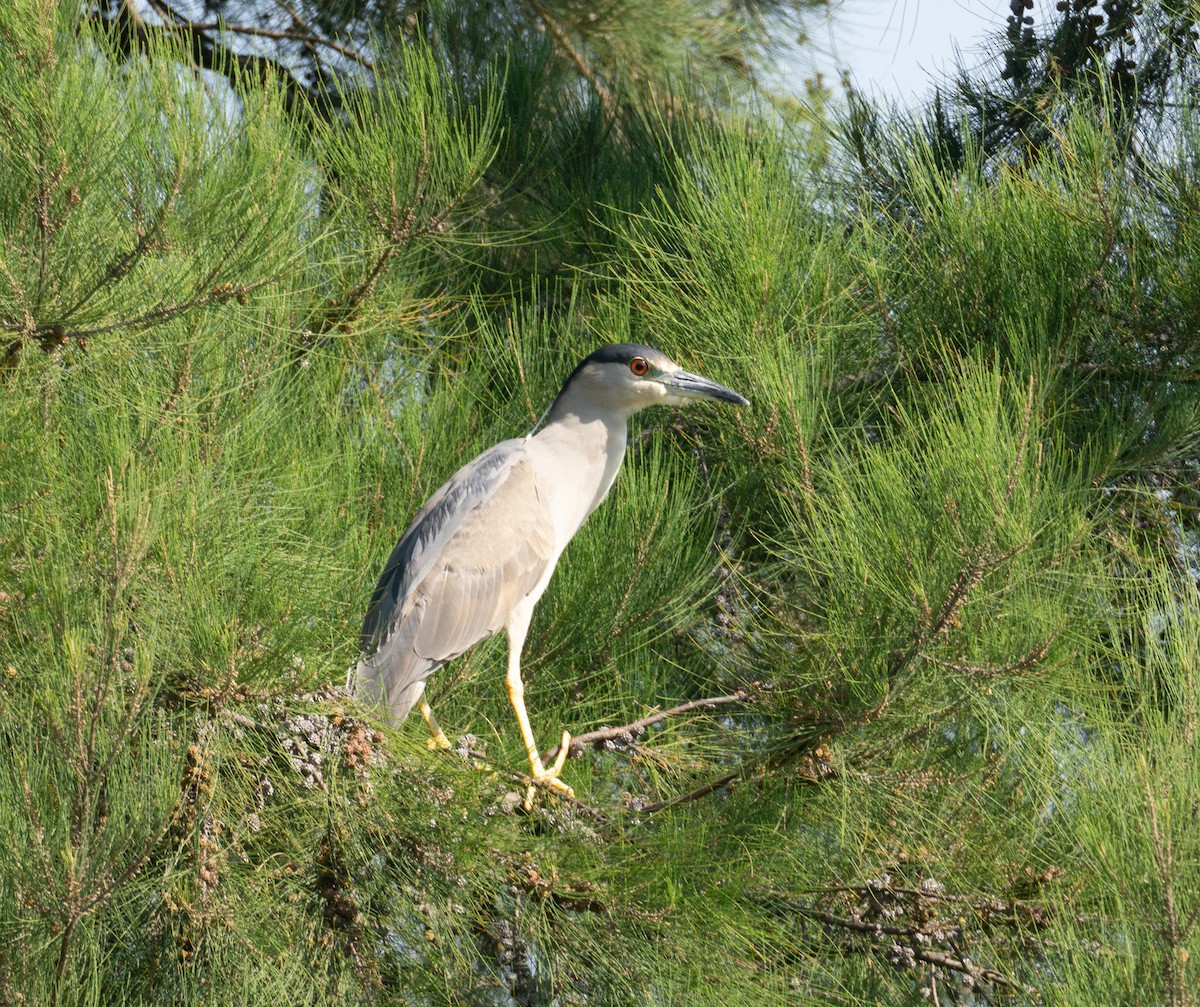 Black-crowned Night Heron - Arturo Duarte Murillo