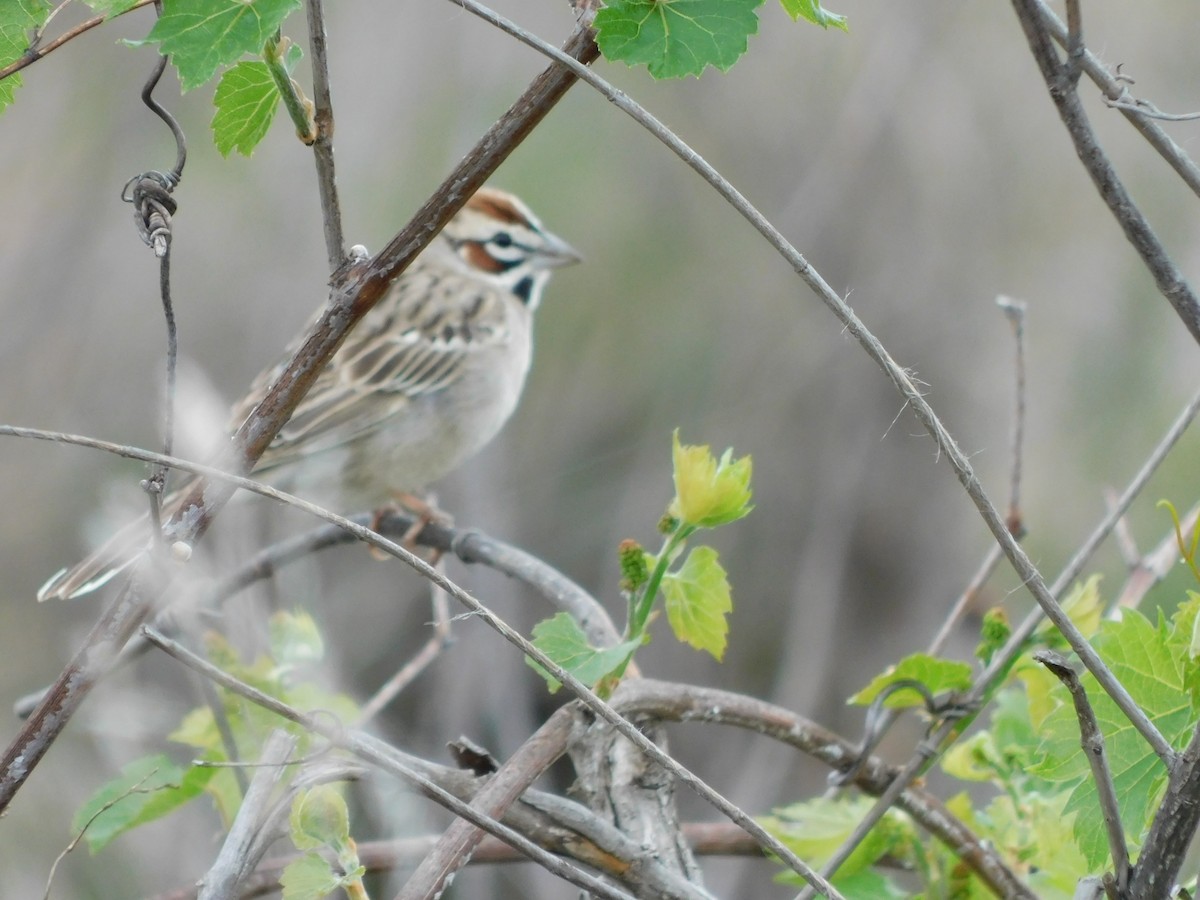 Lark Sparrow - Tim Boese