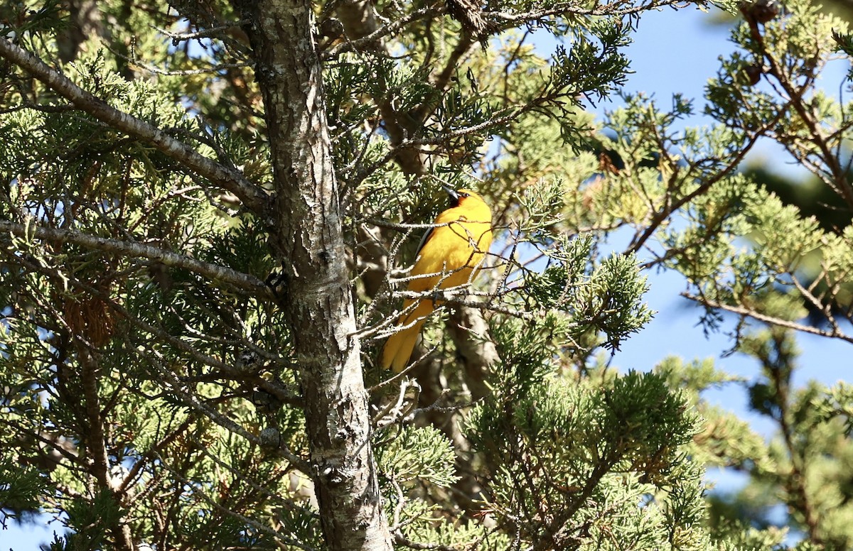 Bullock's Oriole - Jeerapa Sookgaew