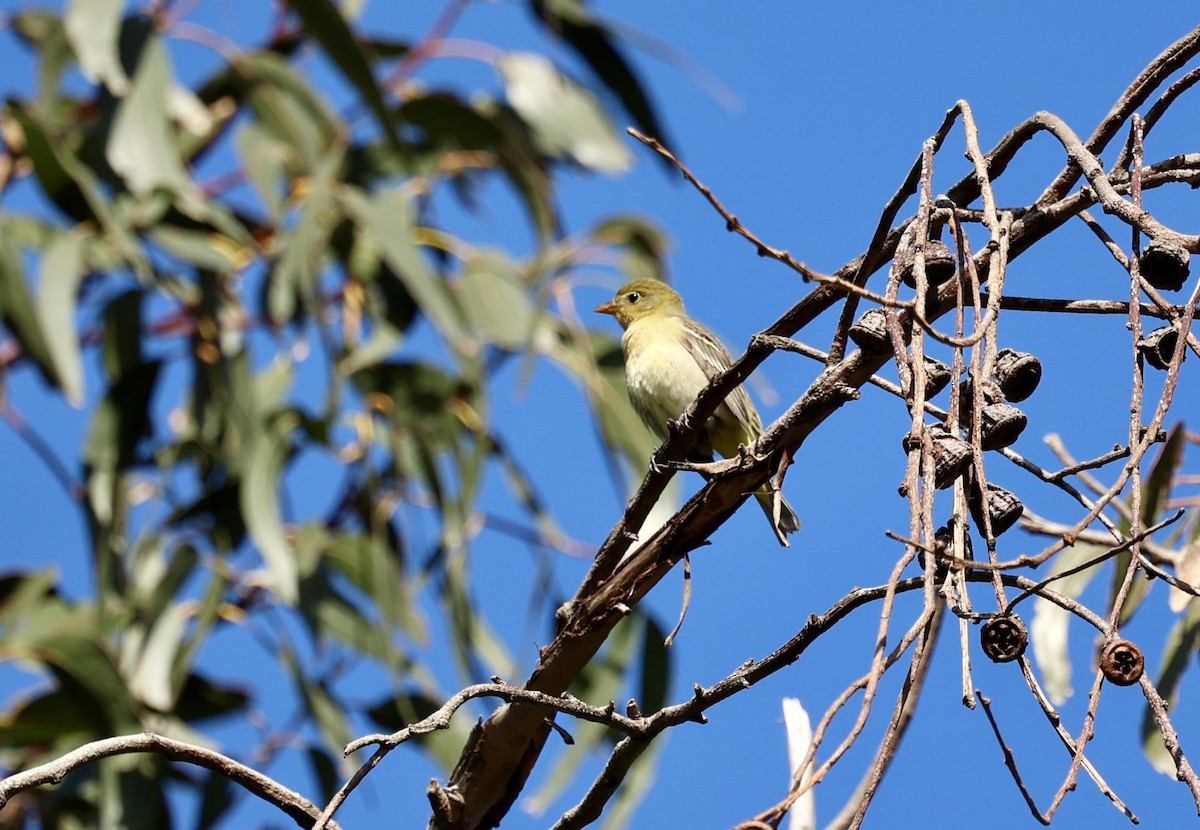 Western Tanager - Jeerapa Sookgaew