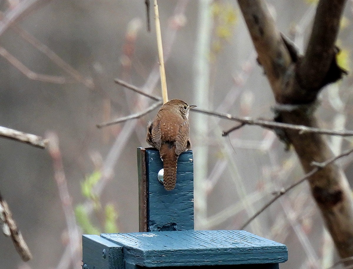 House Wren - ML618281874