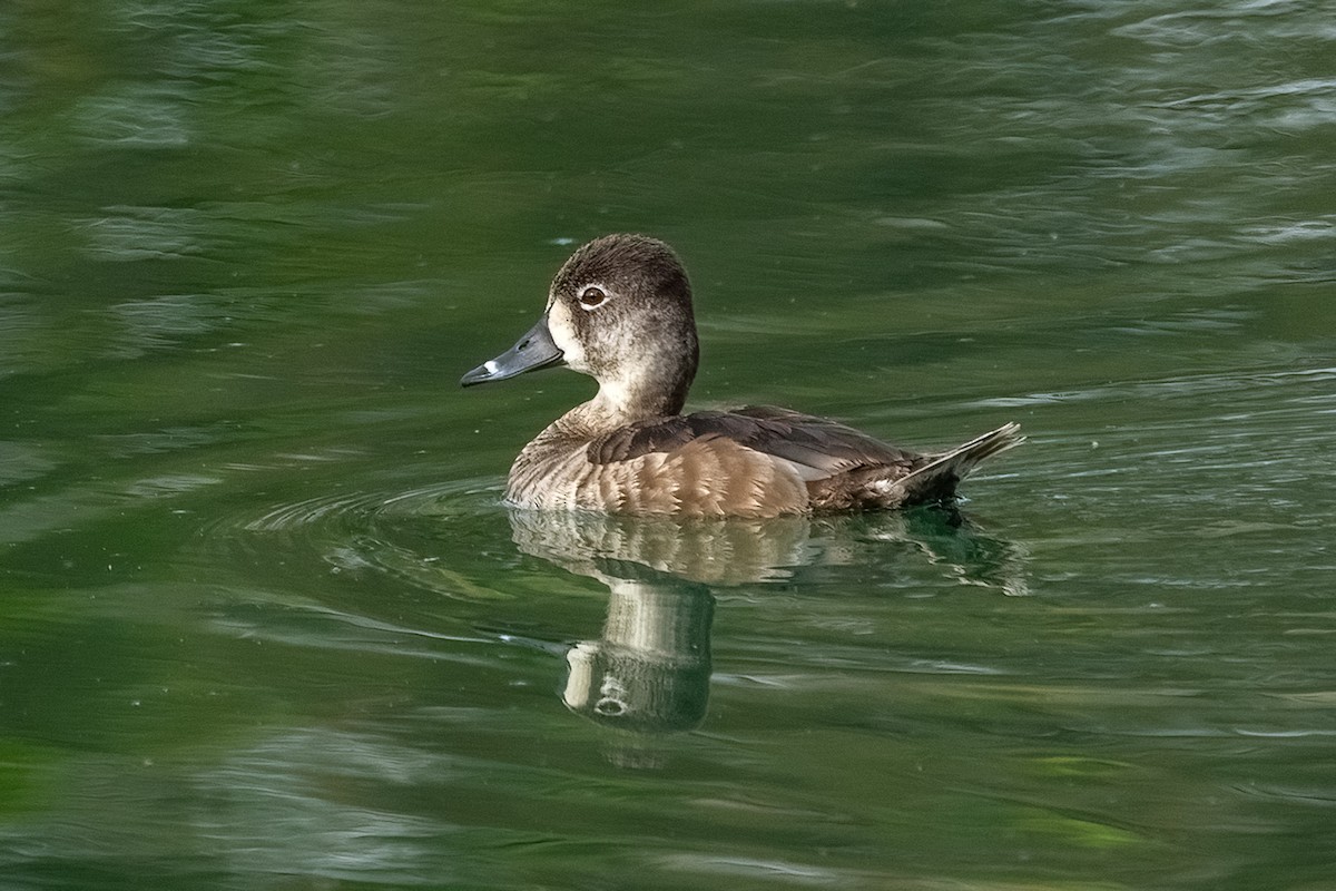 Ring-necked Duck - Kathryn McGiffen