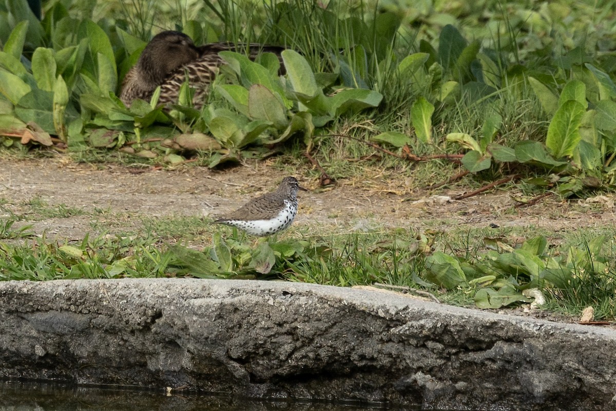 Spotted Sandpiper - Kathryn McGiffen