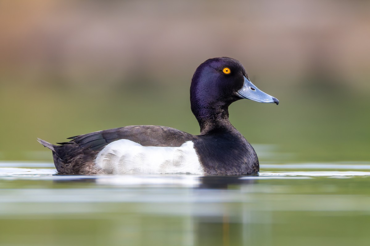 Tufted Duck - Alexis Lours