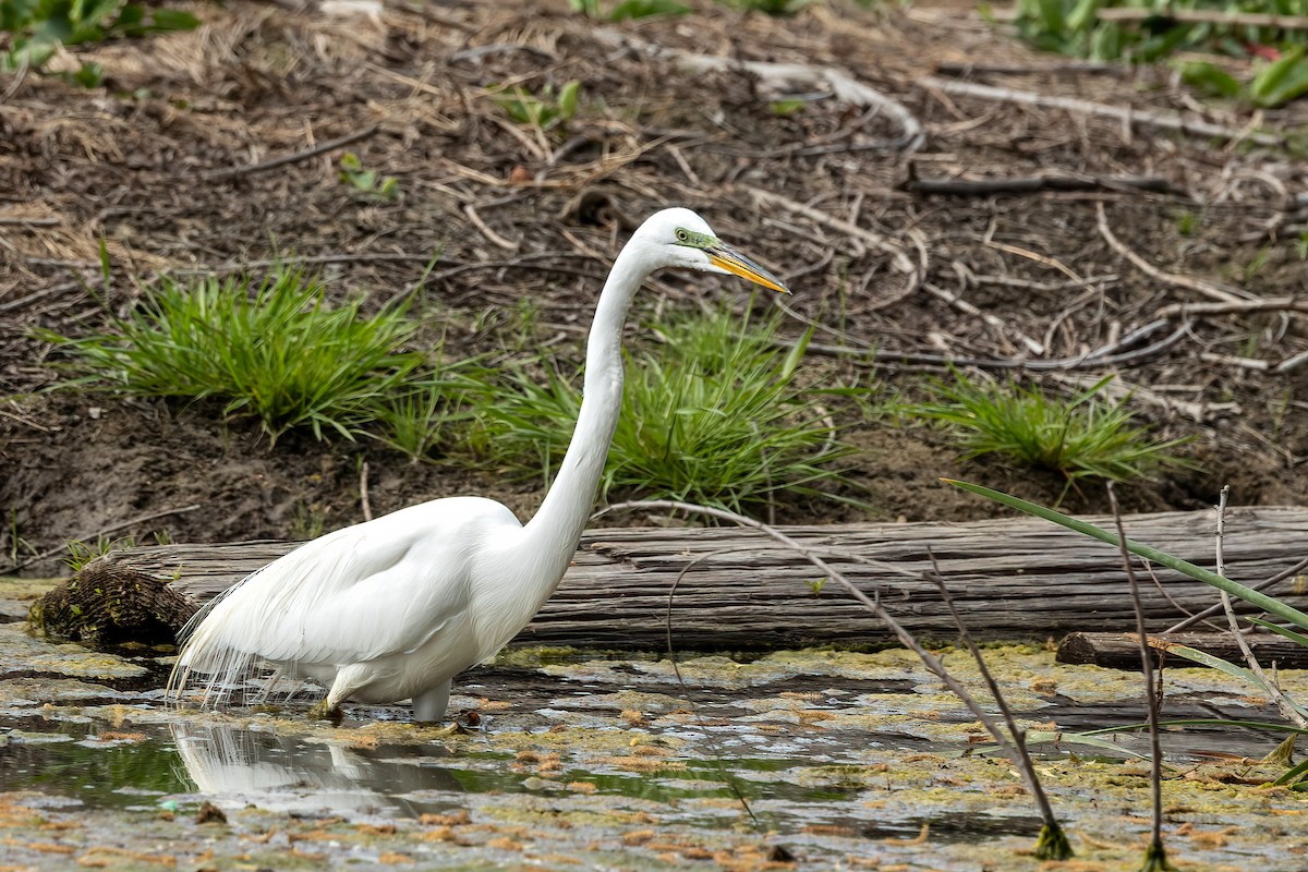 Great Egret - Kathryn McGiffen