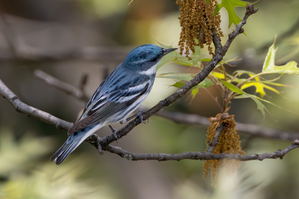 Cerulean Warbler - R M